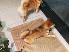 -柴务处·柴犬主题狗咖