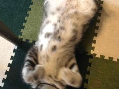 -猫猫幼稚园·撸猫·桌游·电玩