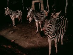 -清迈夜间动物园