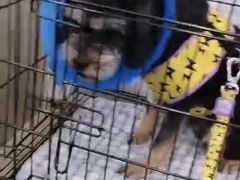 -伟伟宠物医院·CT影像中心·瑞派犬猫综合性门诊(汉口总院)