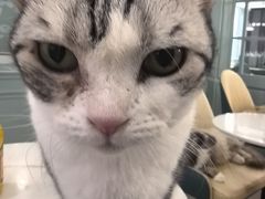 -安格丽娜·狗咖·猫咖羊驼咖(春熙路百盛商场店)