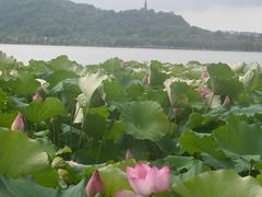 -西湖游船