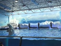 -秦皇岛乐岛海洋王国