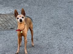 -清真喜兰老丁羊汤特色小吃