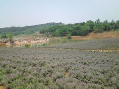 -大塘金香草谷
