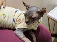 -藏猫猫咖啡主题馆(中央大道店)