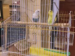 -杭州香格里拉·香宫中餐厅