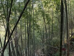 -宁波浙东大竹海景区