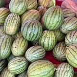 今年夏天最好吃的西瓜🍉｜庞各庄买西瓜🍉新发现