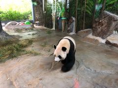 -海南热带野生动植物园