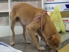 -爱侣宠医·鹦鹉专科·小型哺乳类·异宠专科(灵石路店)