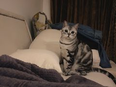-喵zoo家庭繁育猫舍(尖东智能花园店)