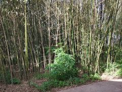 -日照海滨国家森林公园