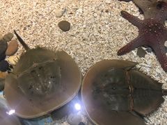 -芜湖新华联大白鲸海洋公园