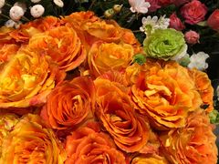 -植物学家的女儿(北马道巷店)