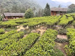 -姑婆山旅游区