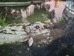 -莲花池公园