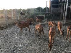 -鹿境梅花鹿生态园区