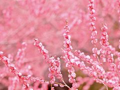 -洋湖国家湿地公园