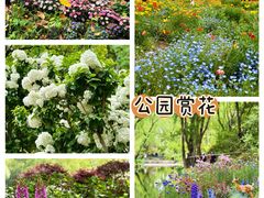 -上海共青森林公园