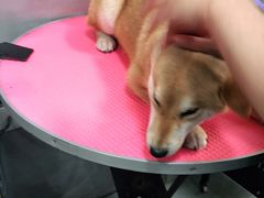 -宠福鑫康馨动物医院·骨科·眼科