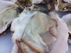 -千岛蚝高压锅生蚝·人参火锅(白云万达店)