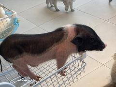 -怪兽屋·羊驼·猫咖·狗咖(俊华广场店)