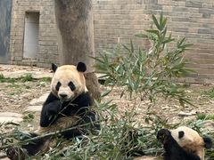 -都江堰中华大熊猫苑