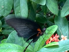 -北海金海湾红树林生态旅游区
