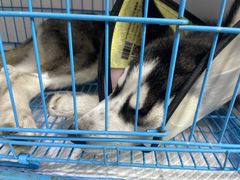 -美联众合动物医院(·中兽医·疑难杂症·严家桥分院)