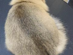 -babydoll猫舍·米努特·德文·缅因(久光中心店)