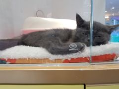 -龟与熊猫宠物公园(南坪店)