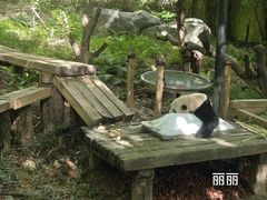 -广州长隆野生动物世界