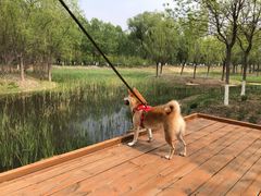 -东郊湿地公园