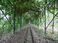 -合肥滨湖国家森林公园