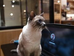 -滚猫咖啡·猫咖·猫友好撸猫(未来城店)
