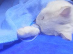 -创凡宠物医院·骨专科  猫科中心(西乡分院)