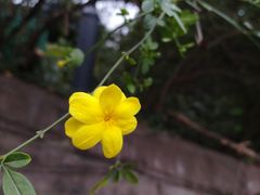 -成都市活水公园