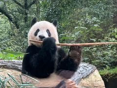 -中国大熊猫保护研究中心雅安碧峰峡基地