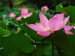-洛阳市隋唐城遗址植物园