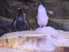 -新加坡飞禽公园