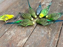 -南宫五洲植物乐园