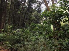 -黄埔油麻山森林公园