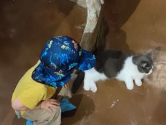-猫猫幼稚园·撸猫·桌游·电玩