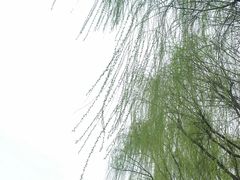 -顾村公园