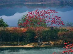 -海南霸王岭国家森林公园