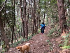 -铁山坪森林公园