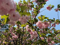 -铁山坪森林公园