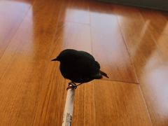 -雨林宠物医院 非犬猫异宠专科