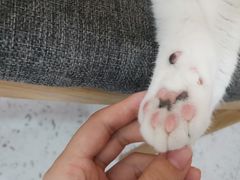 -喵园·猫主题咖啡厅·撸猫·猫咖(国贸店)